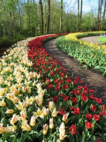 Весна в Голландии в парке Keukenhof