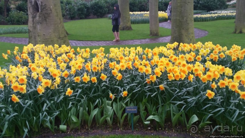 Весна в Голландии в парке Keukenhof
