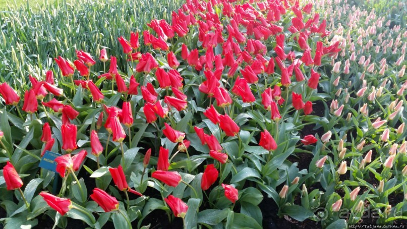 Весна в Голландии в парке Keukenhof