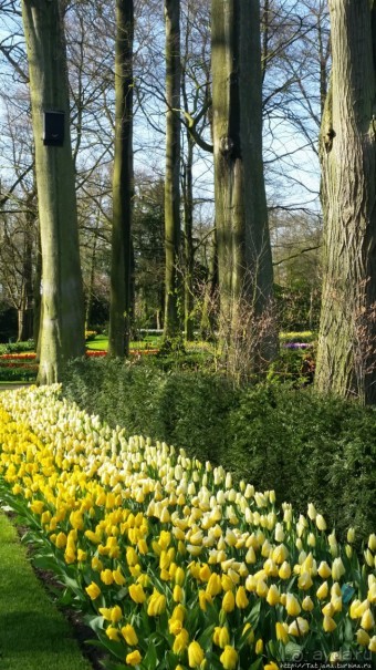 Весна в Голландии в парке Keukenhof