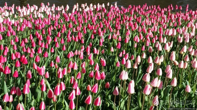 Весна в Голландии в парке Keukenhof