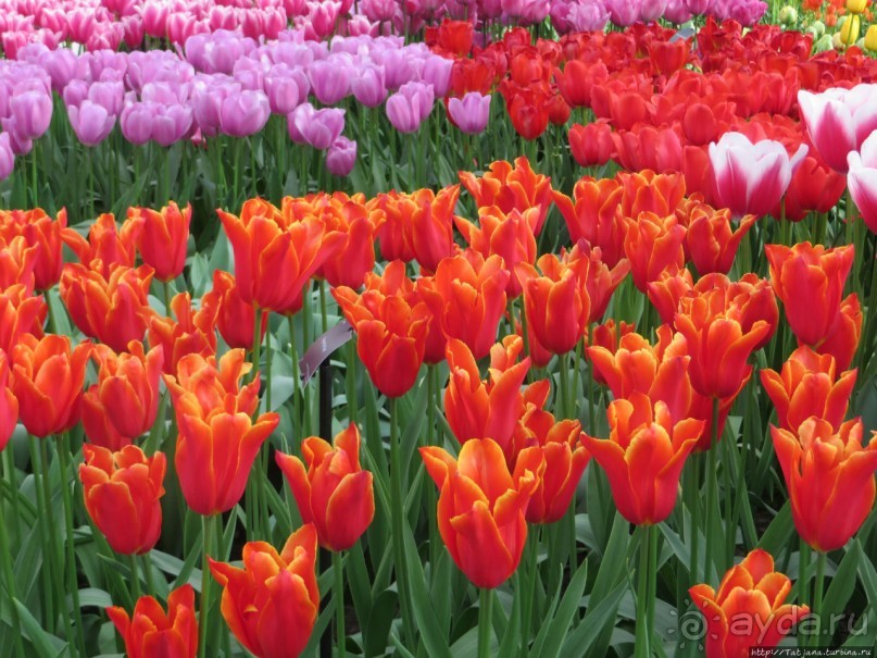 Весна в Голландии в парке Keukenhof