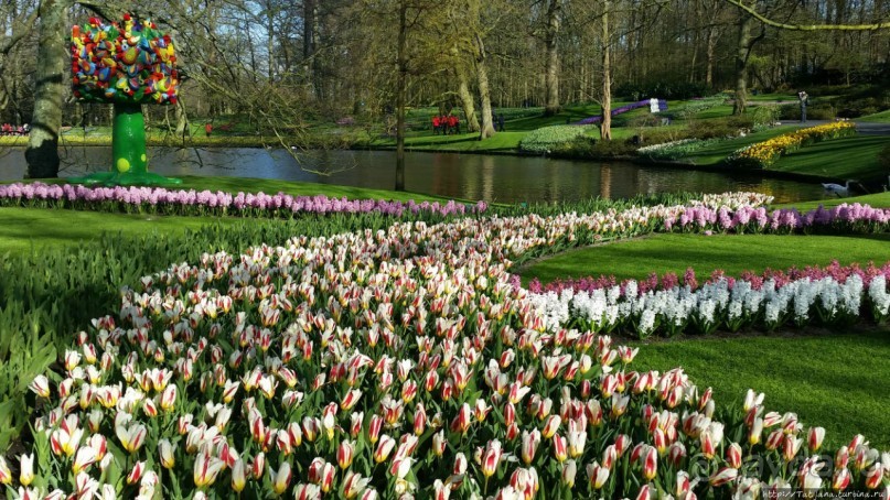 Весна в Голландии в парке Keukenhof