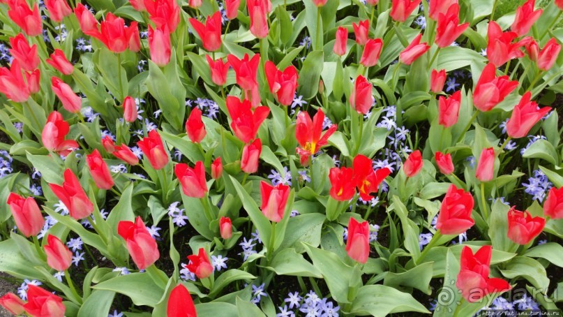 Весна в Голландии в парке Keukenhof