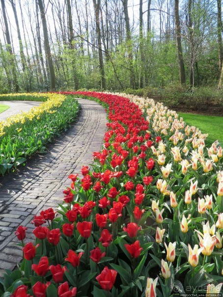 Весна в Голландии в парке Keukenhof