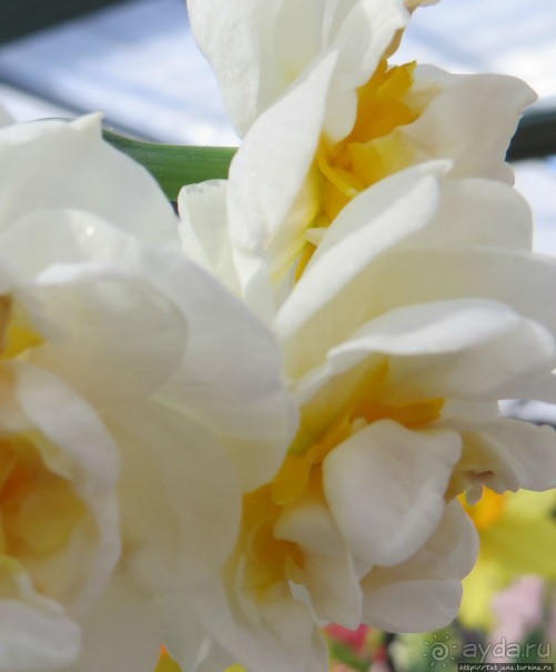 Весна в Голландии в парке Keukenhof