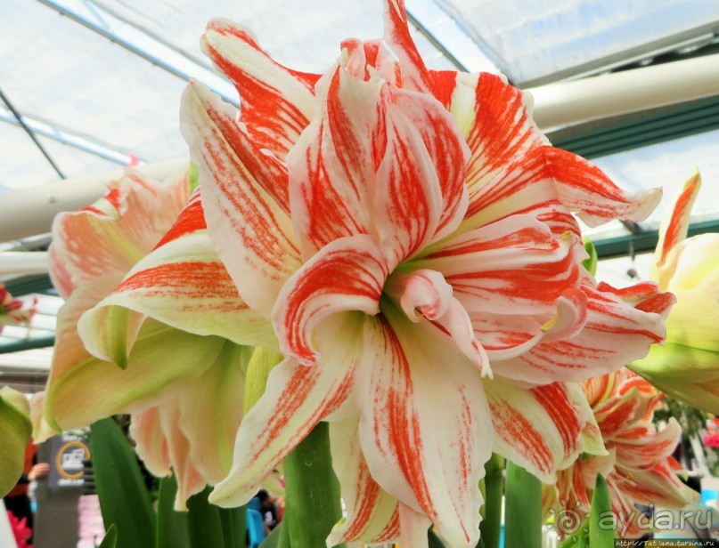 Весна в Голландии в парке Keukenhof