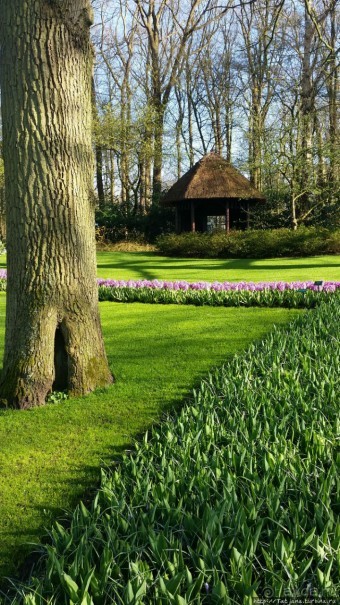 Весна в Голландии в парке Keukenhof