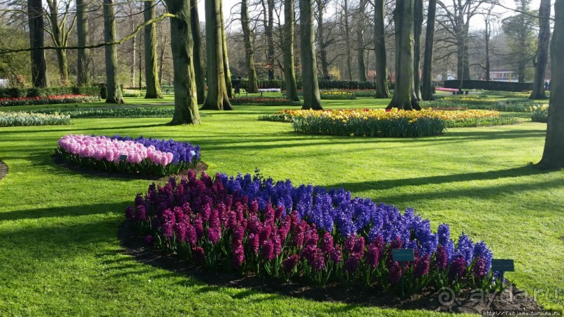 Весна в Голландии в парке Keukenhof