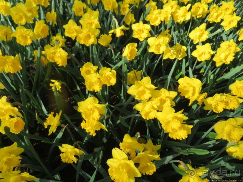 Весна в Голландии в парке Keukenhof