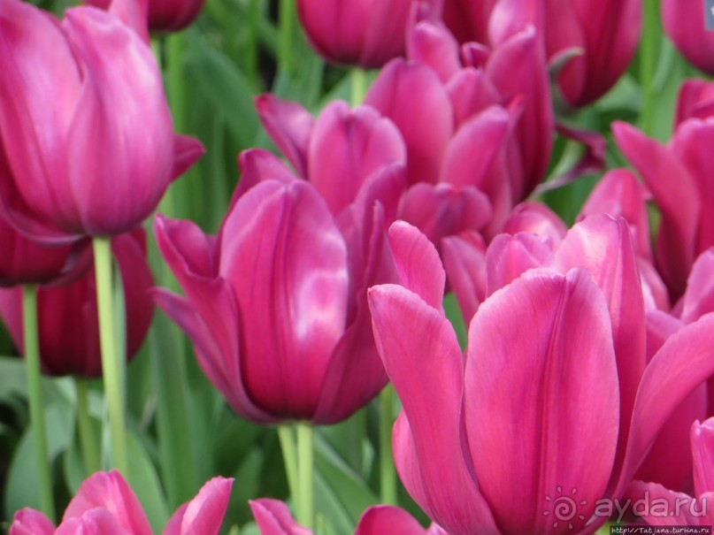 Весна в Голландии в парке Keukenhof