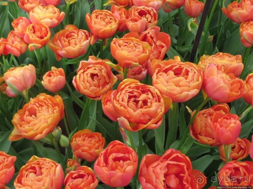 Весна в Голландии в парке Keukenhof