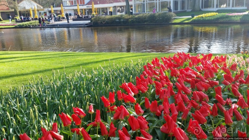 Весна в Голландии в парке Keukenhof