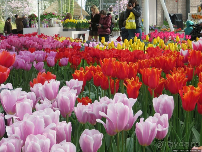 Весна в Голландии в парке Keukenhof