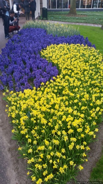 Весна в Голландии в парке Keukenhof