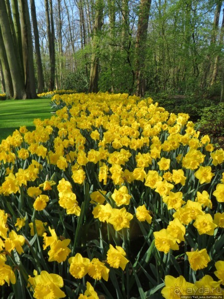 Весна в Голландии в парке Keukenhof