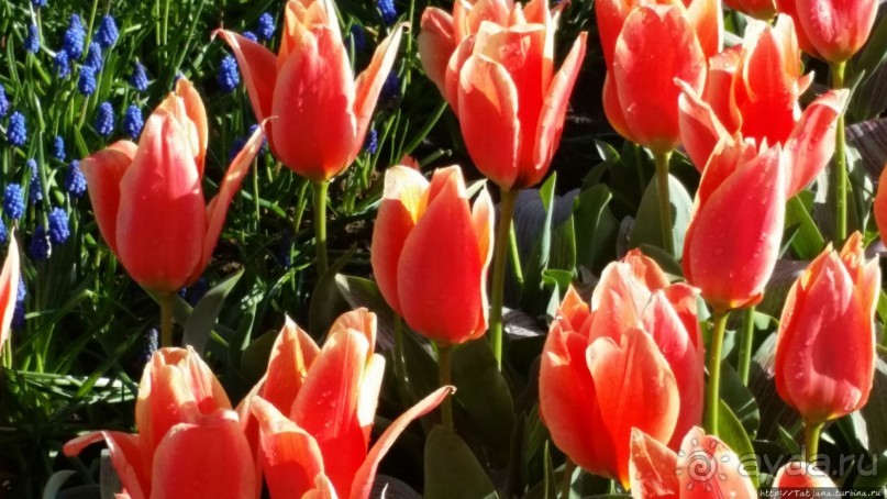 Весна в Голландии в парке Keukenhof