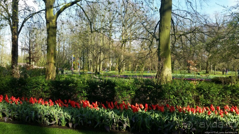 Весна в Голландии в парке Keukenhof