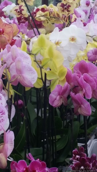 Весна в Голландии в парке Keukenhof