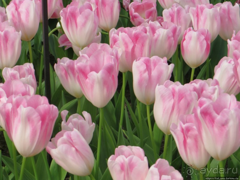 Весна в Голландии в парке Keukenhof