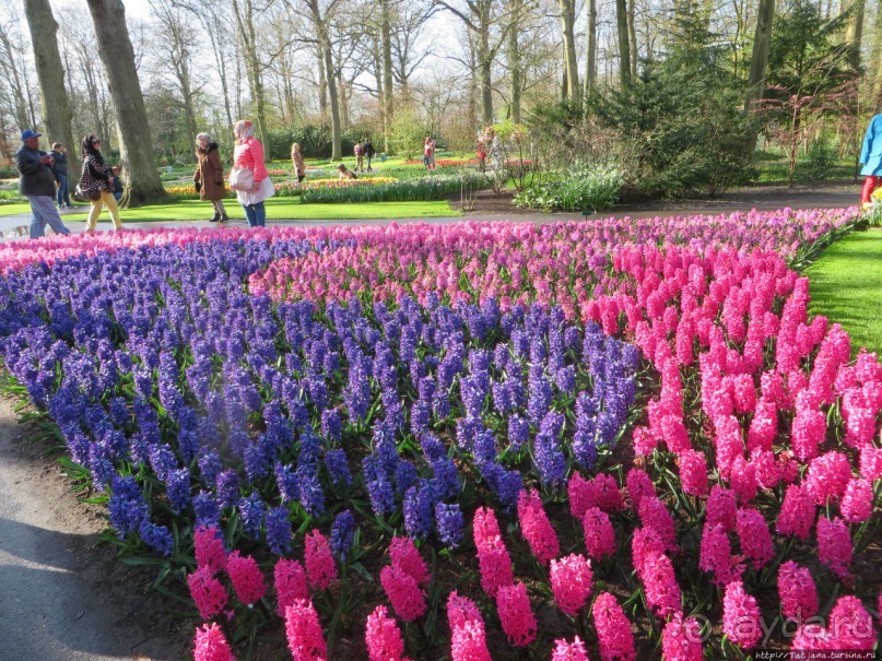 Весна в Голландии в парке Keukenhof
