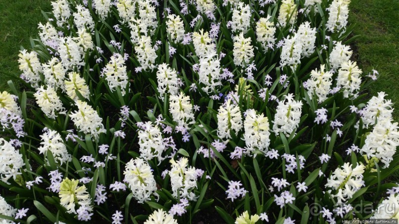 Весна в Голландии в парке Keukenhof