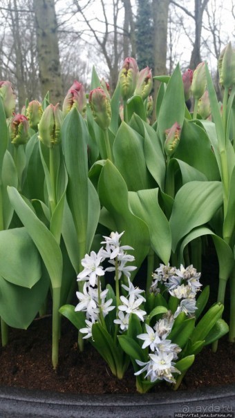 Весна в Голландии в парке Keukenhof