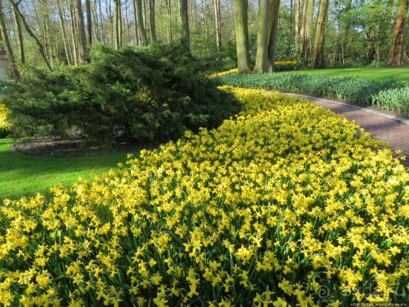 Весна в Голландии в парке Keukenhof
