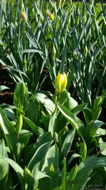 Весна в Голландии в парке Keukenhof
