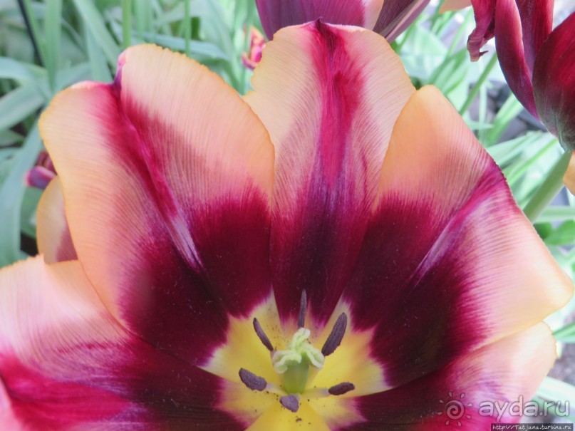 Весна в Голландии в парке Keukenhof