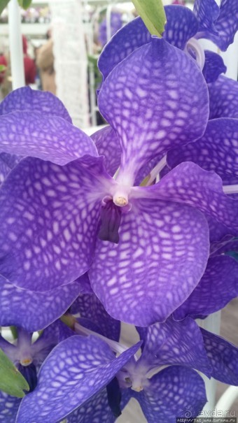 Весна в Голландии в парке Keukenhof