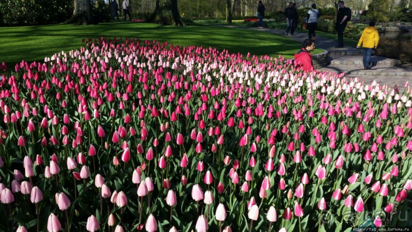 Весна в Голландии в парке Keukenhof