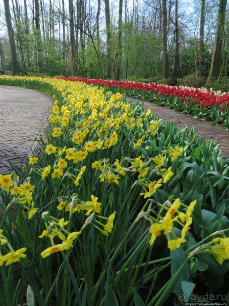 Весна в Голландии в парке Keukenhof