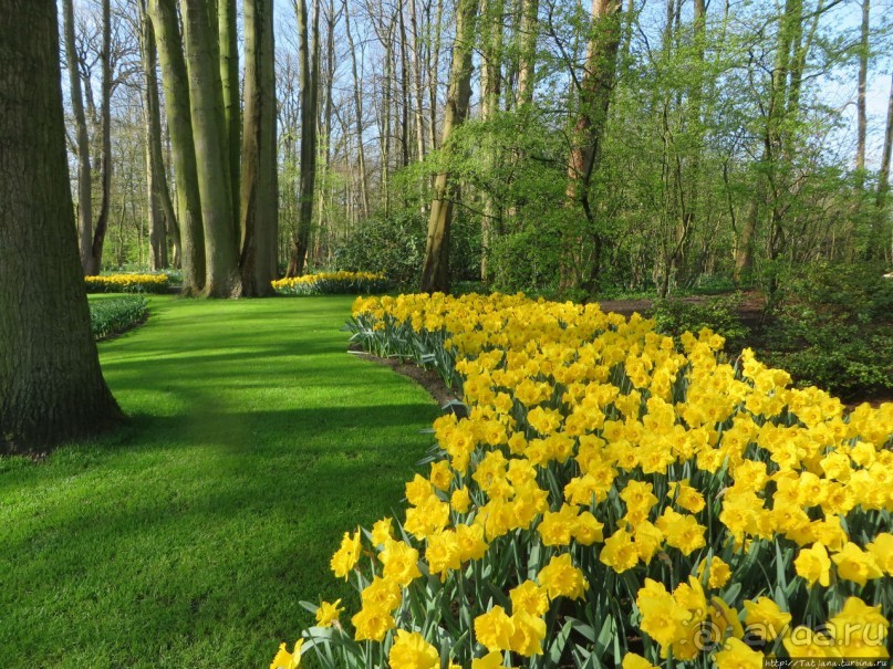 Весна в Голландии в парке Keukenhof