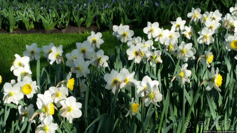 Весна в Голландии в парке Keukenhof