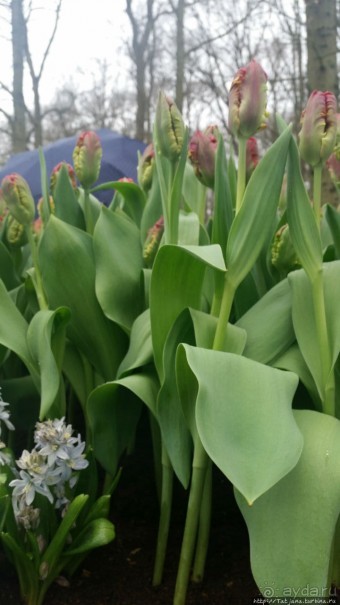 Весна в Голландии в парке Keukenhof