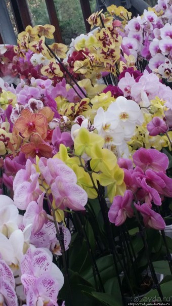 Весна в Голландии в парке Keukenhof