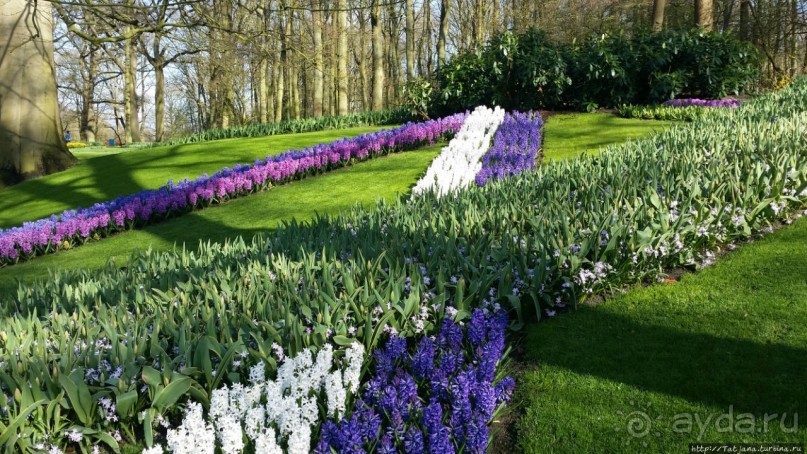 Весна в Голландии в парке Keukenhof