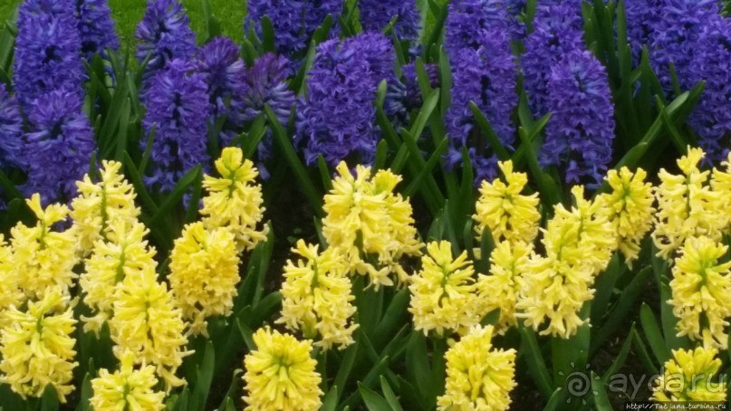 Весна в Голландии в парке Keukenhof