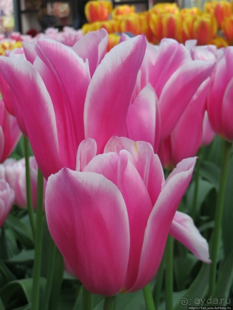 Весна в Голландии в парке Keukenhof