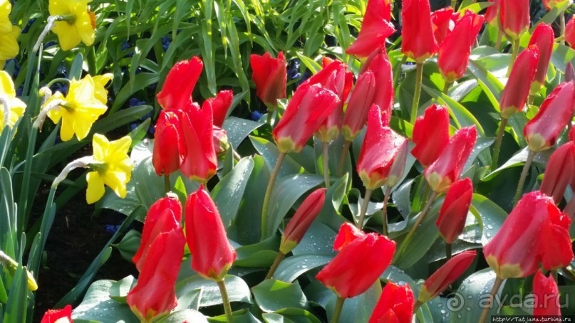 Весна в Голландии в парке Keukenhof