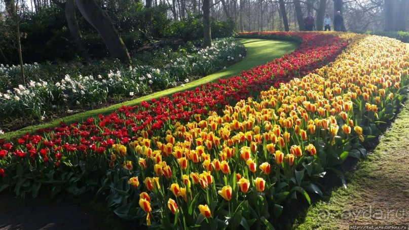 Весна в Голландии в парке Keukenhof