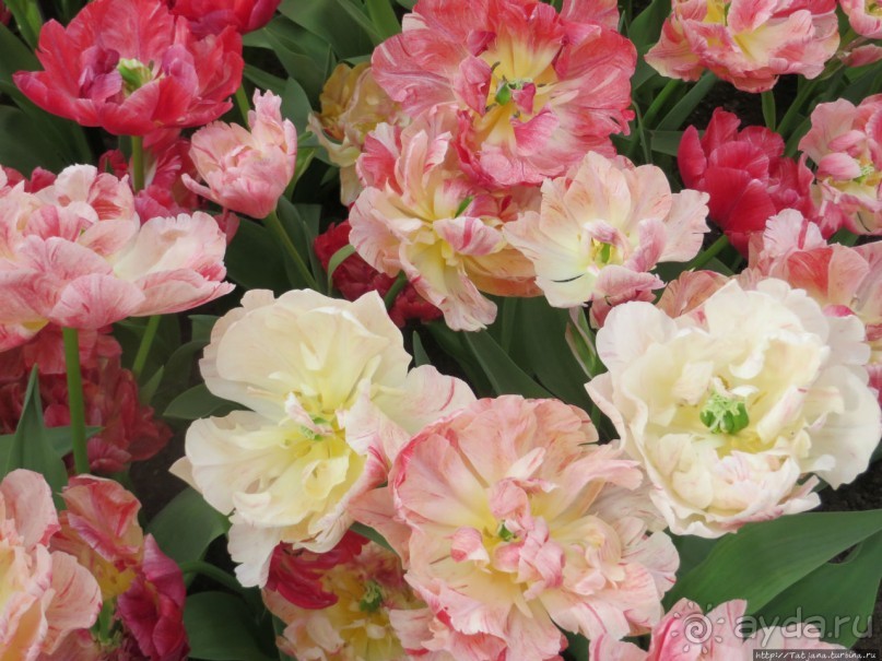 Весна в Голландии в парке Keukenhof