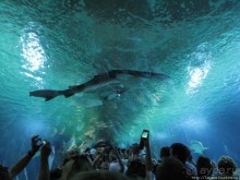 Самый крупный Океанариум в Европе.