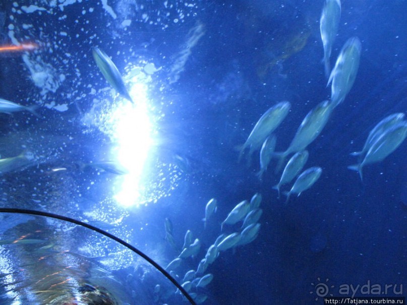 Самый крупный Океанариум в Европе.