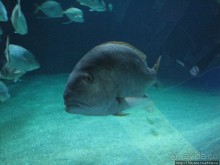 Самый крупный Океанариум в Европе.