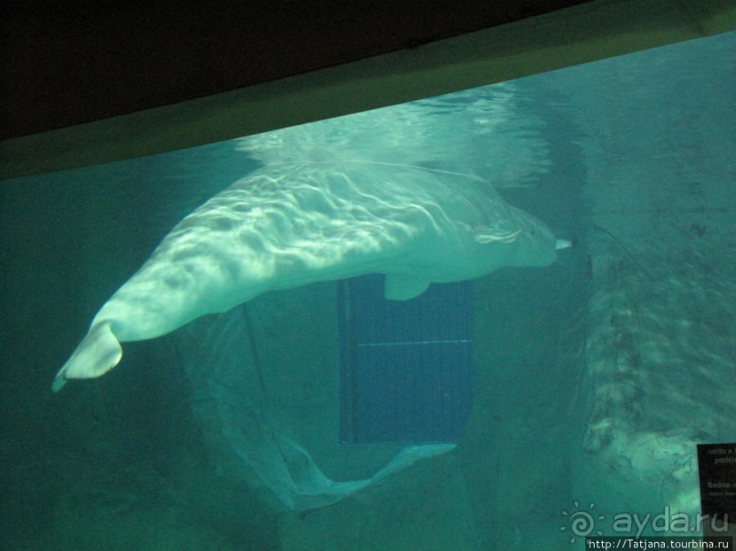 Самый крупный Океанариум в Европе.