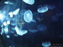 Самый крупный Океанариум в Европе.