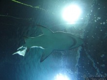 Самый крупный Океанариум в Европе.