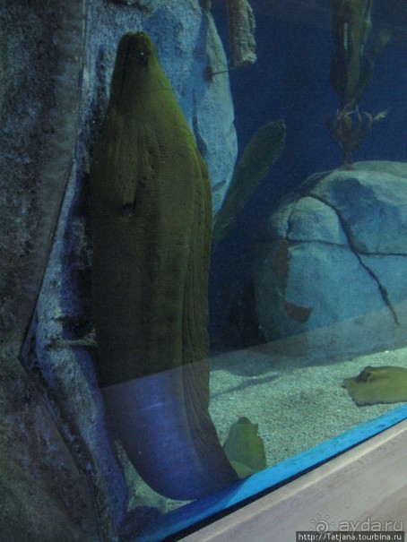 Самый крупный Океанариум в Европе.